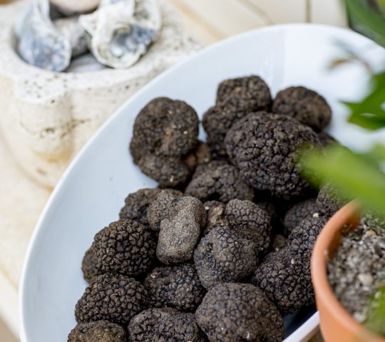 Truffle Tour: Good, Healthy, and Sustainable